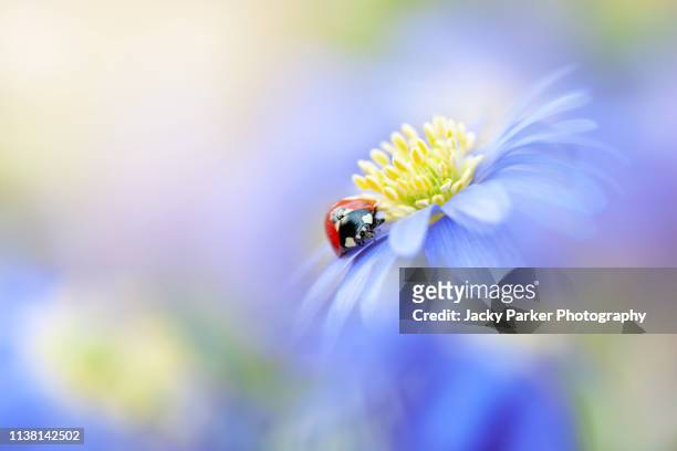 close-up image of a single 7-spot ladybird, ladybug resting on a blue, spring anemone blanda flower also known as a winter windflower - bukettanemon bildbanksfoton och bilder