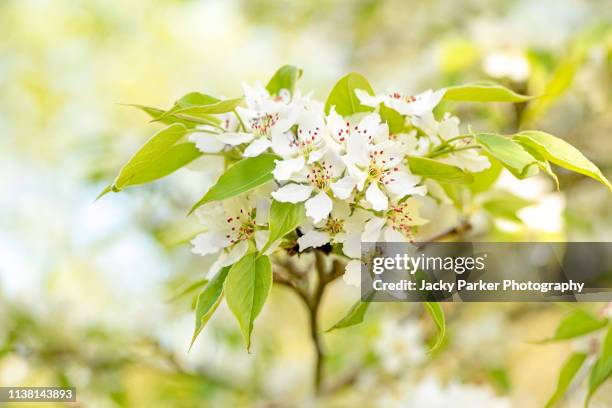 close-up image of the beautiful white spring blossom flowers of the pear tree - perenboom stockfoto's en -beelden