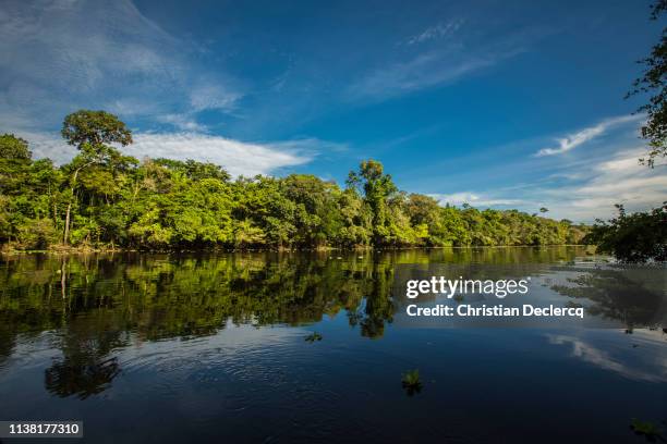 peruvian rainforest - madre de dios - peru - tambopata flod bildbanksfoton och bilder