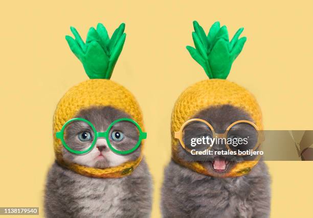 funny kittens - cute or scary curious animal costumes from the archives stockfoto's en -beelden