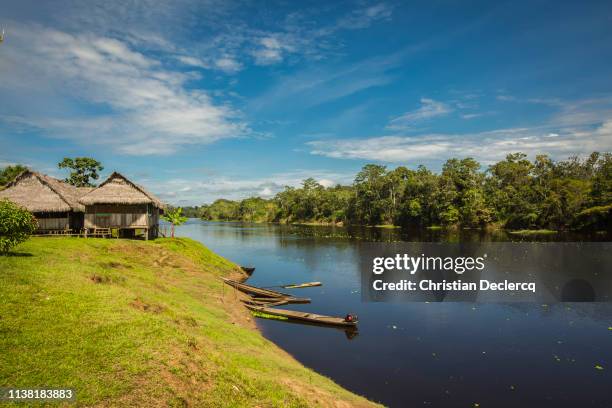 peruvian rainforest - madre de dios - peru - madre de dios stock pictures, royalty-free photos & images