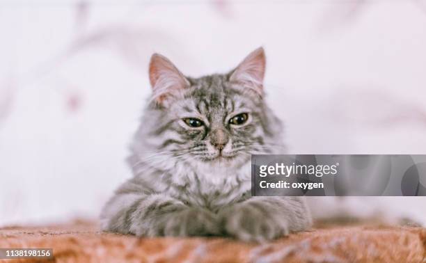 cute gray cat lying in bed. fluffy pet look funny. cozy home background - tired cat stock-fotos und bilder
