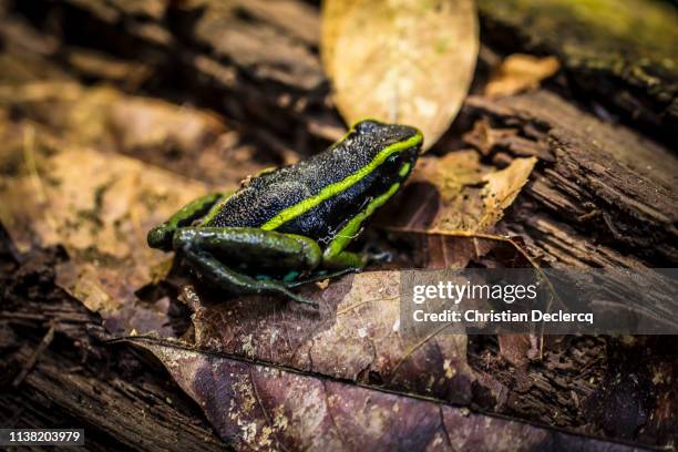 Insects In Peru 3,787 Tropical Rainforest Insects Stock Photos, High-Res Pictures, and ...