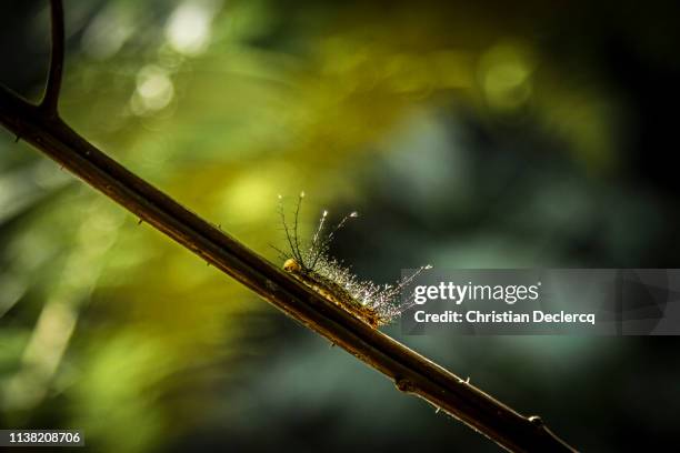 peruvian rainforest - madre de dios - peru - madre de dios stock pictures, royalty-free photos & images