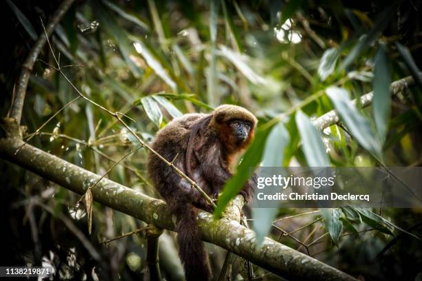 peruvian rainforest - madre de dios - peru - macaco aranha - fotografias e filmes do acervo