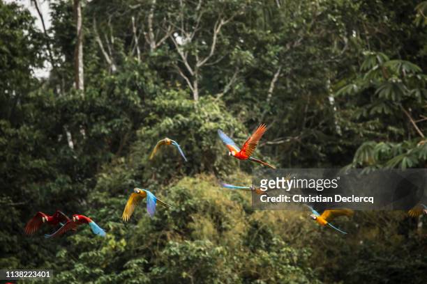 peruvian rainforest - madre de dios - peru - the amazons stock pictures, royalty-free photos & images