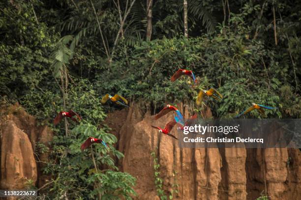 peruvian rainforest - madre de dios - peru - madre de dios stock pictures, royalty-free photos & images