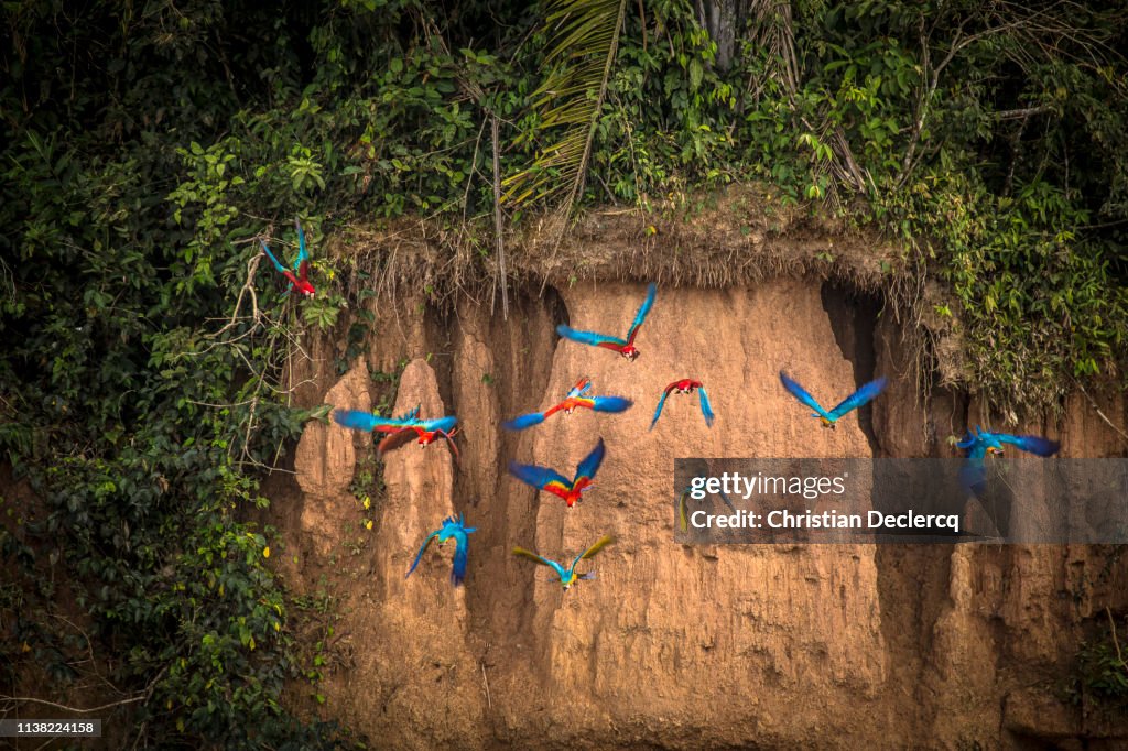 Peruvian Rainforest - Madre de Dios - Peru