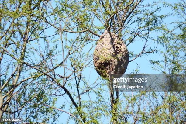 asian wasp nest(vespa velutina) - murder hornet stock-fotos und bilder