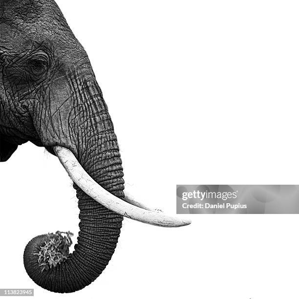 elephant - slagtand stockfoto's en -beelden