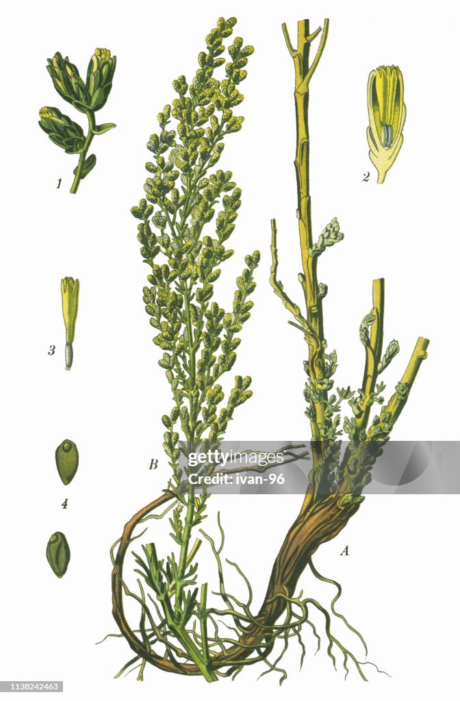 Santonica, Levant Wormseed, Wormseed