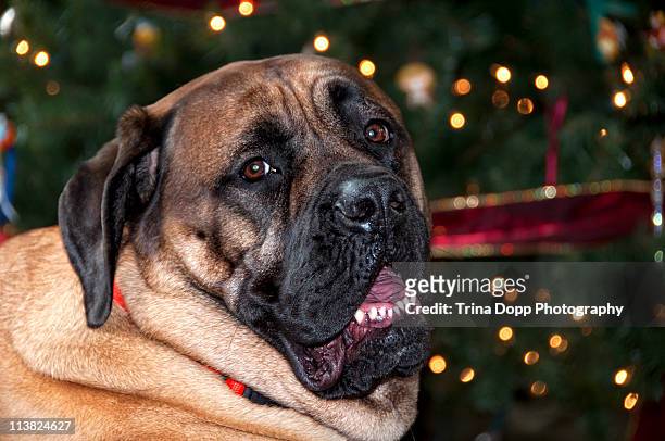 bull mastiff on christmas day in front of the tree - bull mastiff fotografías e imágenes de stock