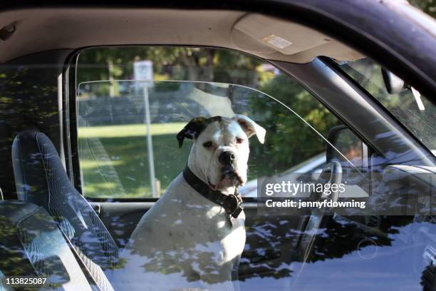 dog on driver's seat - inside car stockfoto's en -beelden