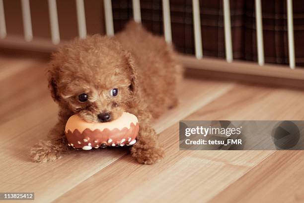 puppy - brown poodle stockfoto's en -beelden