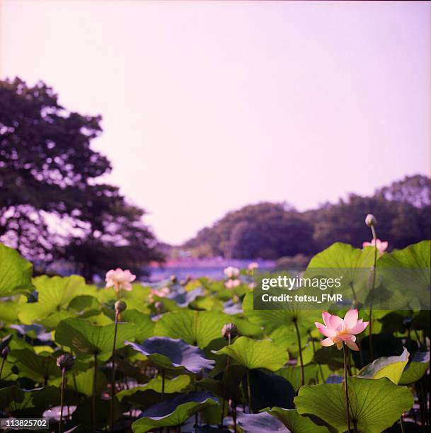 lotus - yamagata prefecture stock pictures, royalty-free photos & images