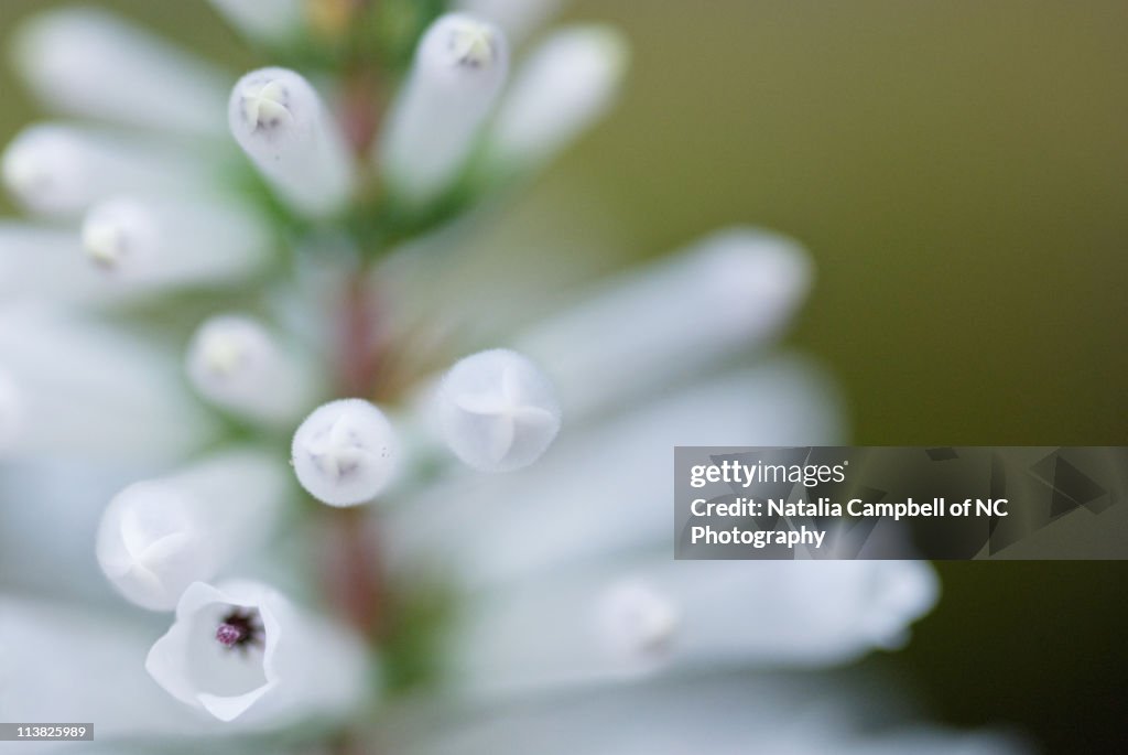 White long flowers