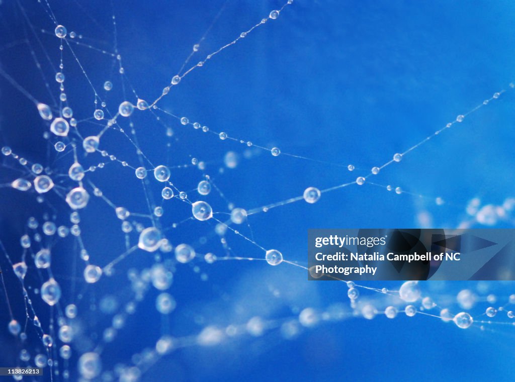 Raindrops on webs