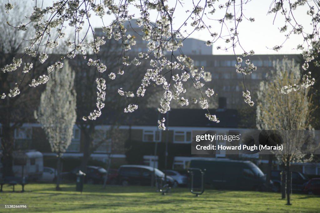 Park Spring Sunshine Cherry Blossom