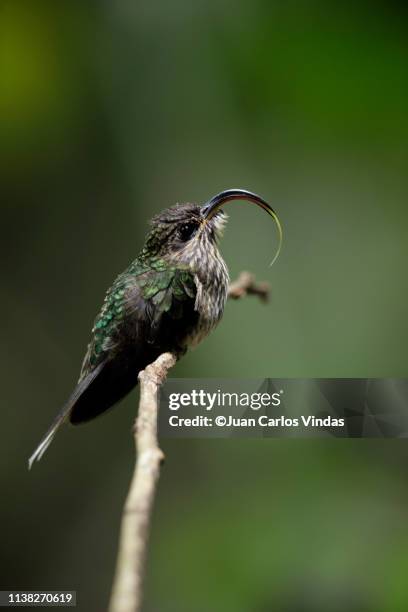 white-tipped sicklebill - white tipped sicklebill stock pictures, royalty-free photos & images