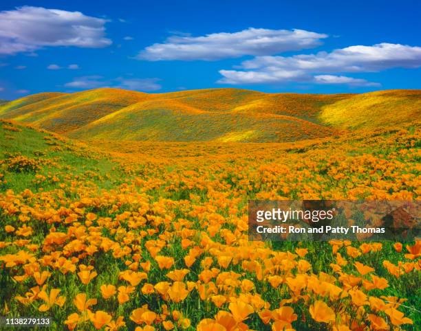 springtime poppy super bloom at antelope valley ca - rolling landscape stock pictures, royalty-free photos & images