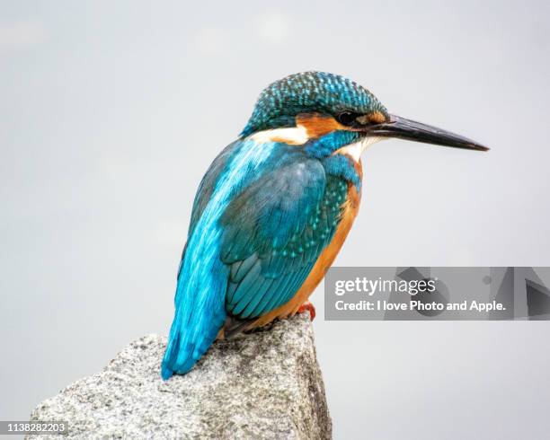 kingfisher, kawasemi - common kingfisher fotografías e imágenes de stock