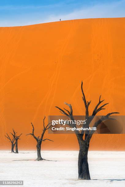 deadvlei trees with the colorful background in namib-naukluft park, namibia - dead vlei namibia ストックフォトと画像