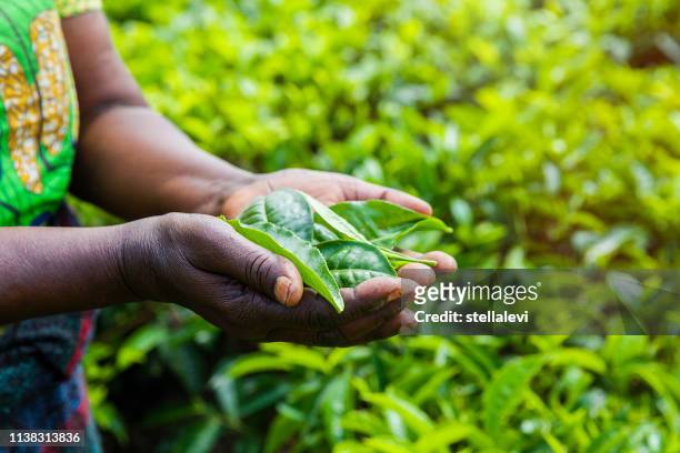 african woman holding tea leaves. rwanda - part of human organic stock pictures, royalty-free photos & images