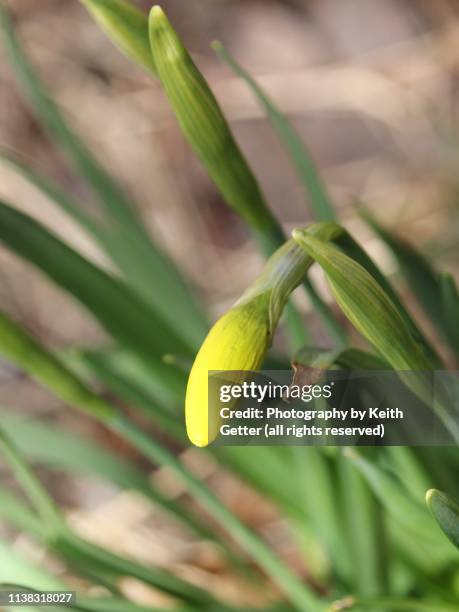 springtime early outdoors flower petals about to bloom - emerging from ground stock pictures, royalty-free photos & images