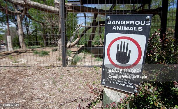 An amur leopard attacked an elementary school student at the Sedgwick County Zoo on Friday, May 6, 2011 in Wichita, Kansas. Zoo spokesman Jim Marlett...