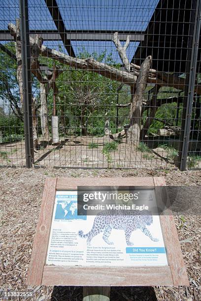 An amur leopard attacked an elementary school student at the Sedgwick County Zoo on Friday, May 6, 2011 in Wichita, Kansas. Zoo spokesman Jim Marlett...