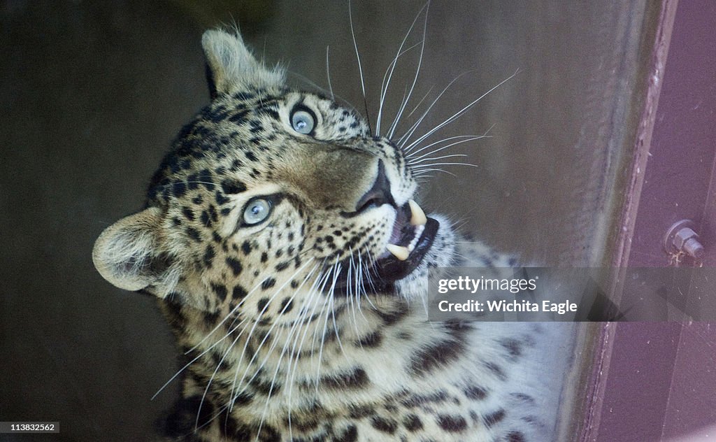 LEOPARD-MAULING