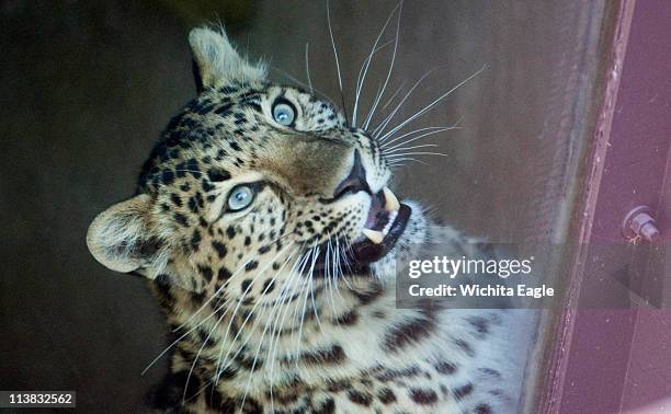 This amur leopard attacked an elementary school student at the Sedgwick County Zoo on Friday, May 6, 2011 in Wichita, Kansas. Zoo spokesman Jim...