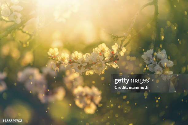 frühlingsblüte - spring background stock-fotos und bilder