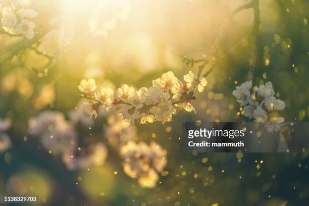 spring blossom - season stock pictures, royalty-free photos & images