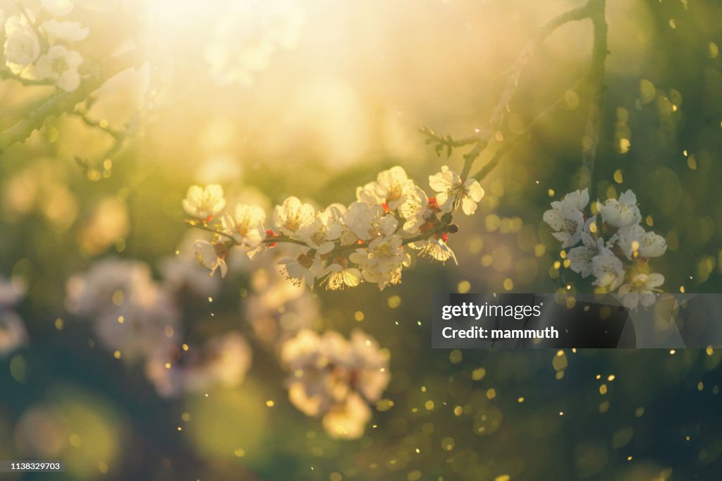 Spring blossom