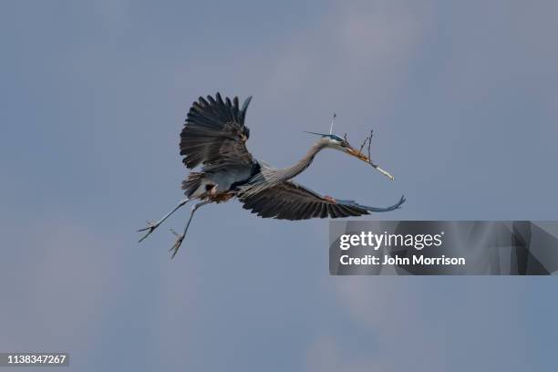 great blue heron flying and rebuilding nest - rookery building stock pictures, royalty-free photos & images