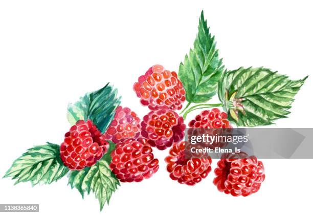 Watercolor Raspberry Background 94 Raspberry Watercolor Stock Photos, High-Res Pictures, and Images ...