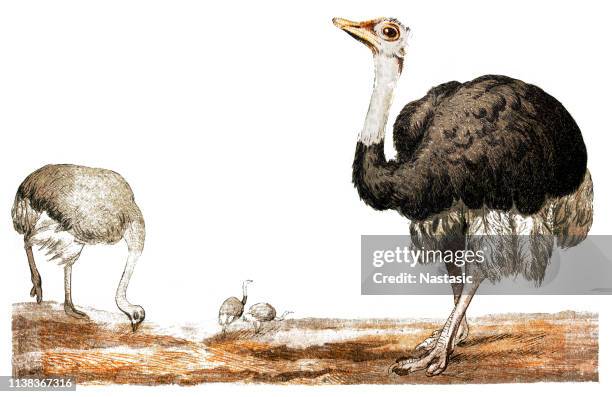 ostrich - ostrich stock illustrations