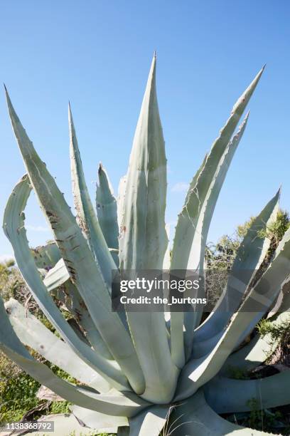 green plant against blue sky and sunlight - agave-plant stock pictures, royalty-free photos & images
