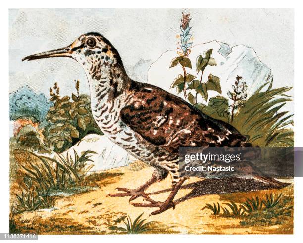 Woodcock High-Res Vector Graphic