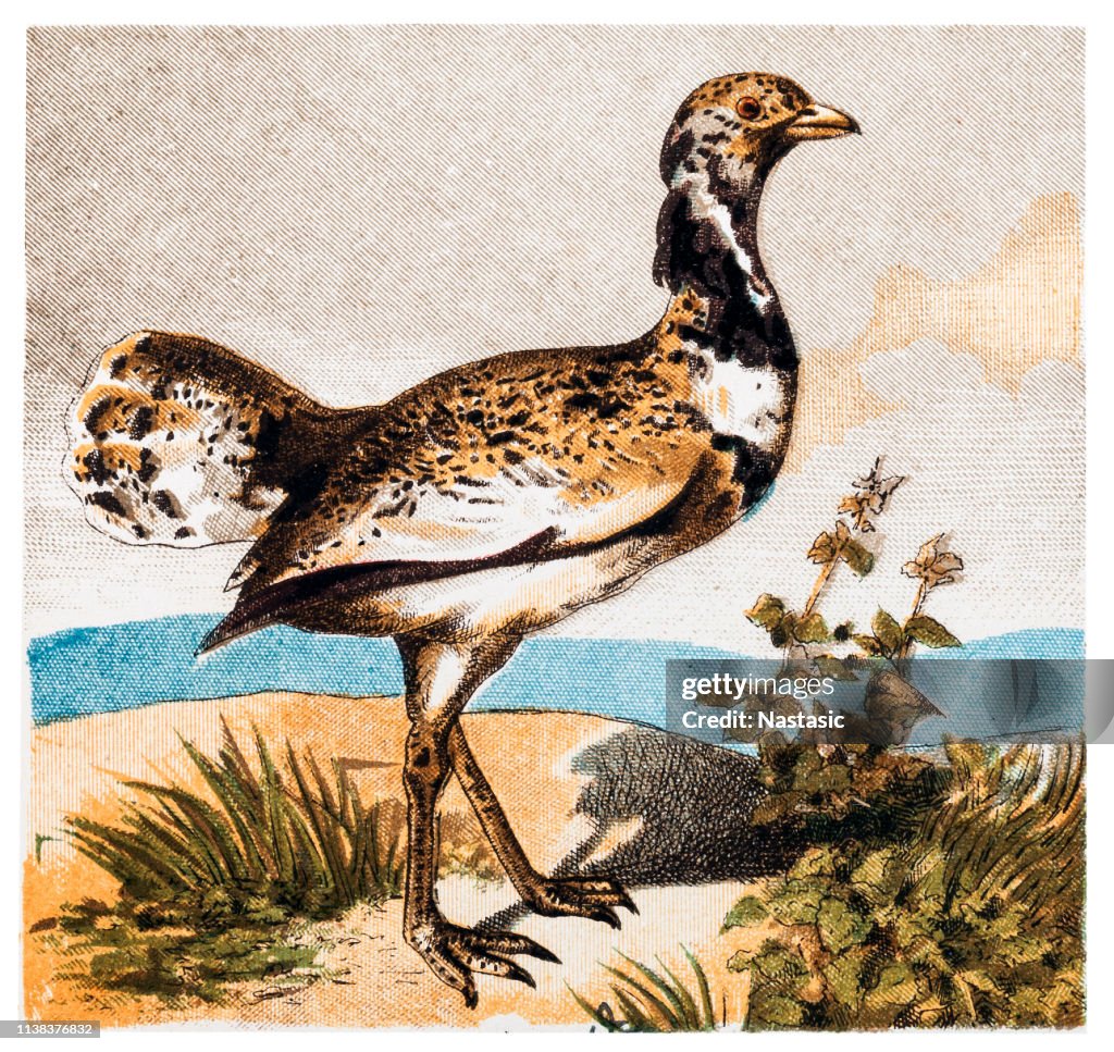 The great bustard (Otis tarda) is a bird in the bustard family, the only member of the genus Otis