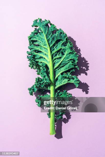 kale - kale stock pictures, royalty-free photos & images