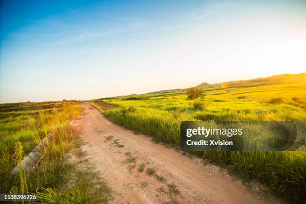 mud road country road rural scence with ripe rice near sunset for automobile commercial background - corruption abstract stock pictures, royalty-free photos & images