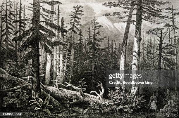 deep forest - 1871 stock illustrations
