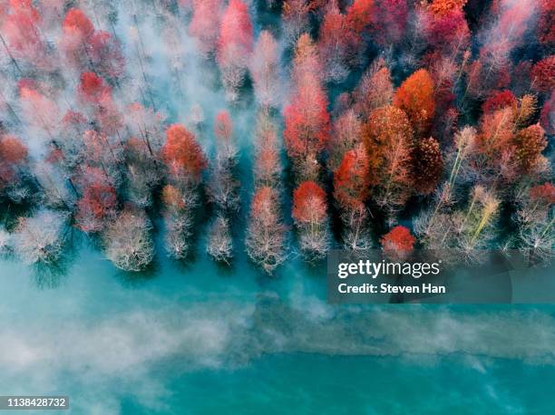 aerial view of autumn leaves in shanghai - landschaft rot stock-fotos und bilder