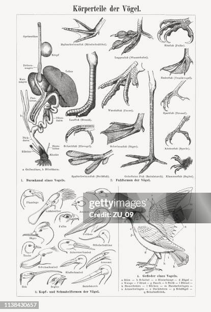 644 Bird Anatomy Photos and Premium High Res Pictures - Getty Images 644 Bird Anatomy Photos and Premium High Res Pictures - Getty Images
