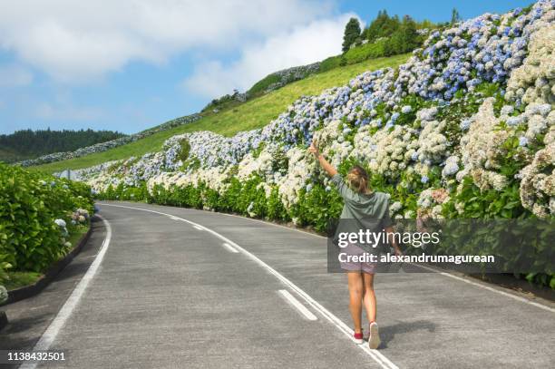 landweg-azoren - hydrangea lifestyle stockfoto's en -beelden