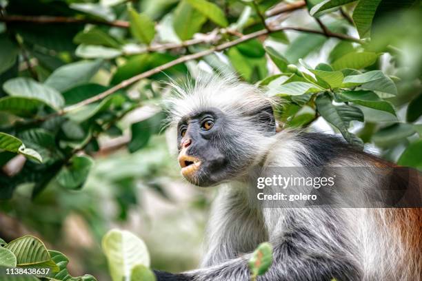 röd colobus apa - red colobus monkey bildbanksfoton och bilder