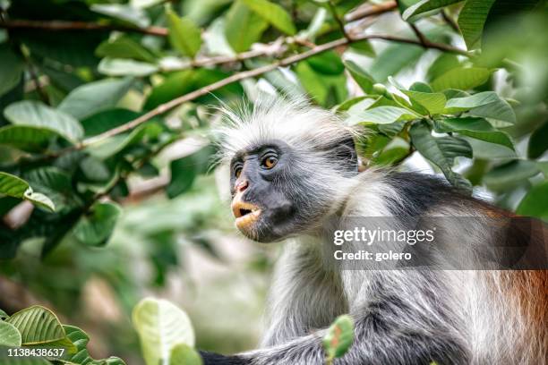 röd colobus apa - leaf monkey bildbanksfoton och bilder