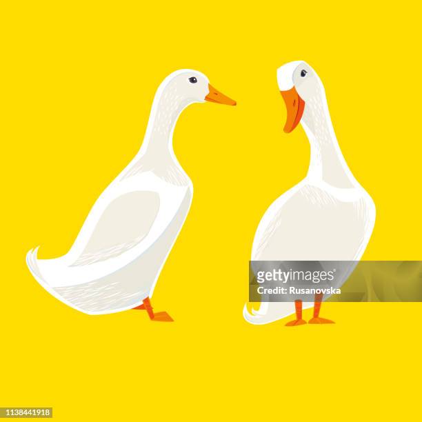 illustrations, cliparts, dessins animés et icônes de canards blancs - oie oiseau des rivières